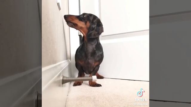 Собакен и непонятная игрушка 🐶🤩😉