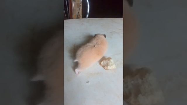 Смешные хомяки: Фима кушает