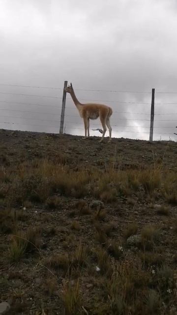 Vicuñas en Chimborazo 🇪🇨