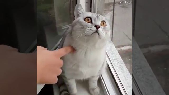 Приколы котов приколы котов котов!!!!!👍👍👍👍👍👍👍👍