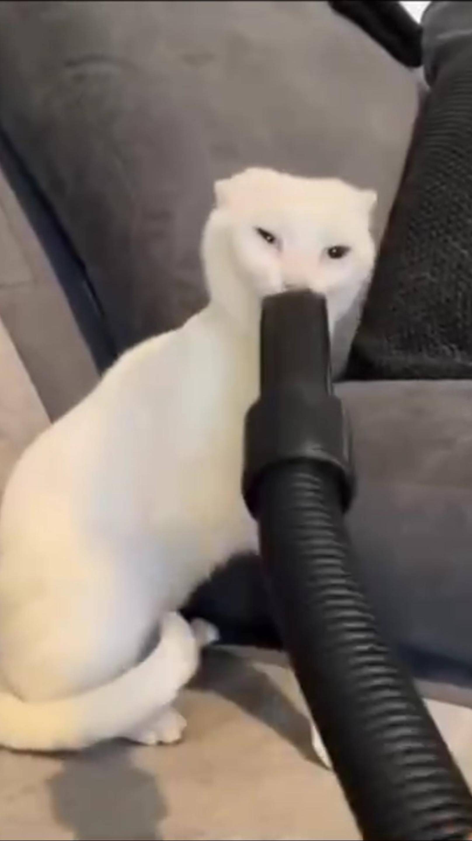 😂 ЗАСОСАЛО 🙀 ОЗВУЧКА ОТ ROMEO 😎