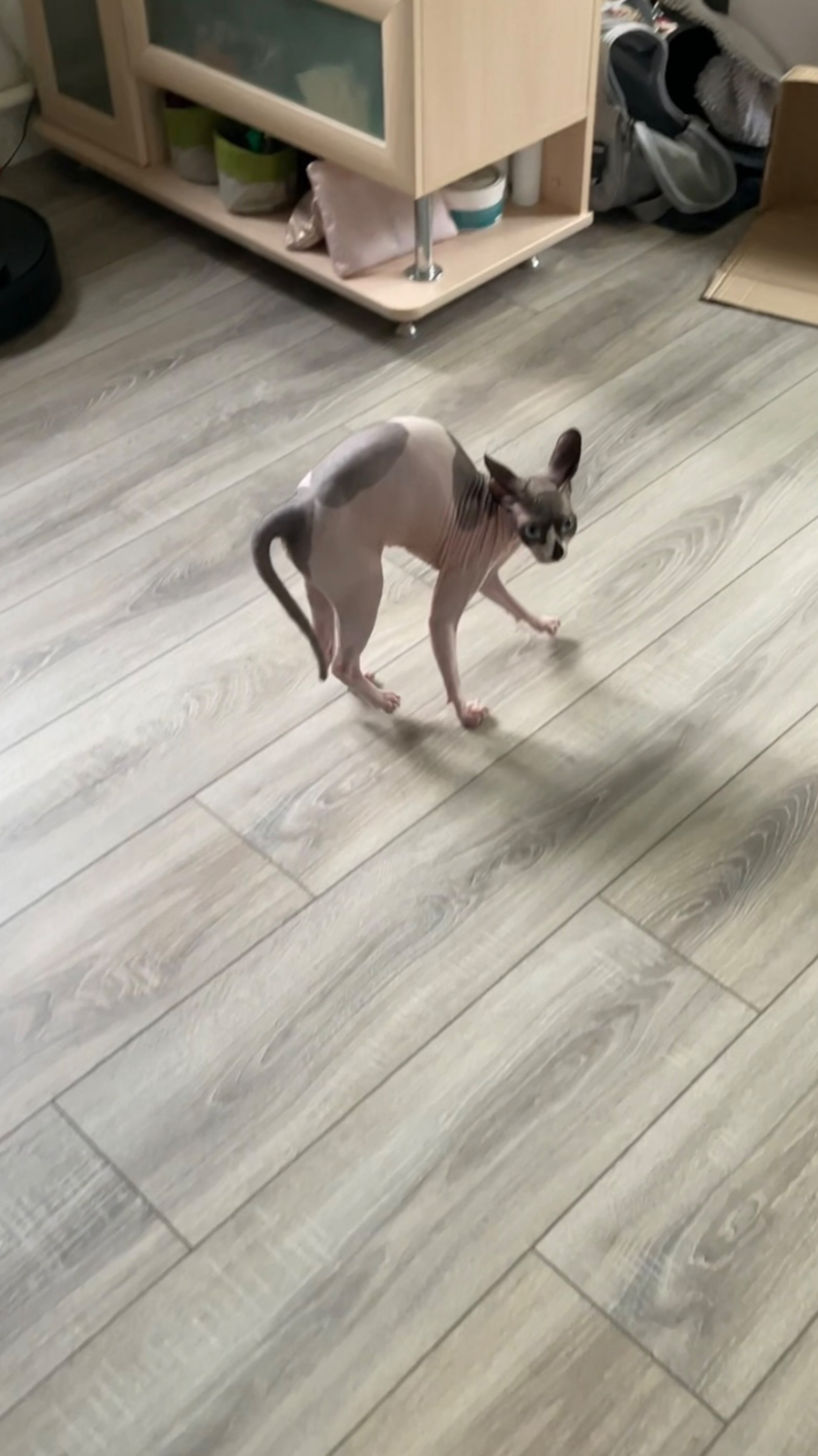 Воинственный лысый блог 🐾
