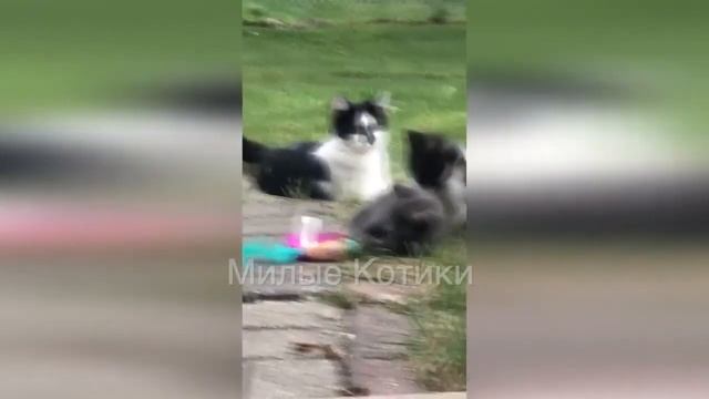 Коты приколы 2020 | Смешные видео | Смешные коты | Приколы с котами до слез | Смешные кошки 2020