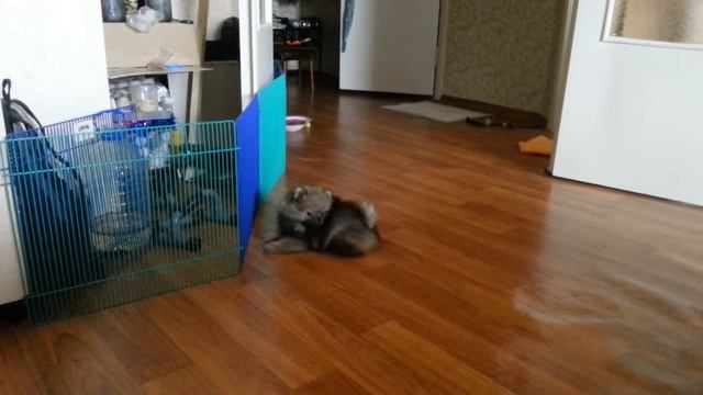 Нуарэ дурачится