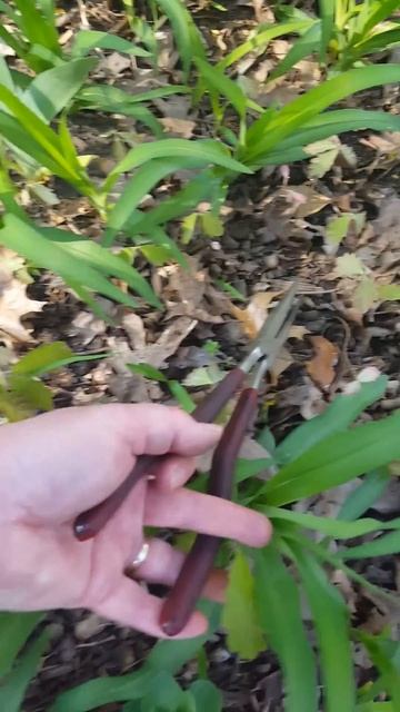 Garden tip for pulling out tree seedlings