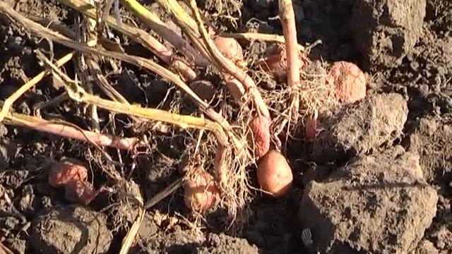 Шість соток (Вирощування картоплі)