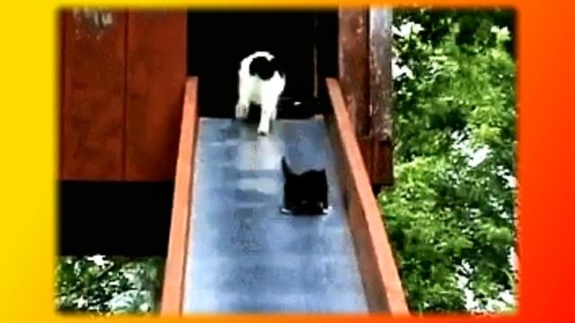 Смешные коты. Позитив. Создай себе хорошее настроение