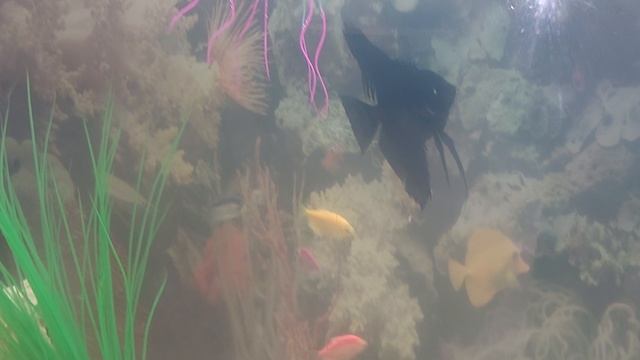 Аквариум с рыбками