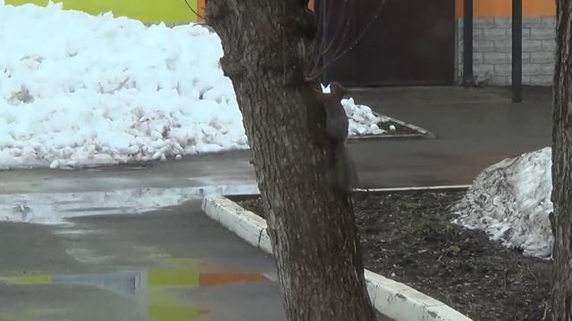 ворона бьёт белку
