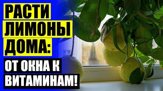 МОЖЕТ ЛИ ПЛОДОНОСИТЬ ЛИМОН ВЫРАЩЕННЫЙ ИЗ КОСТОЧКИ БЕЗ ПРИВИВКИ В ДОМАШНИХ УСЛОВИЯХ 🔔 ВЫРАСТИТЬ ЛИМ