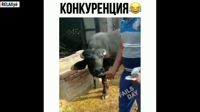 ЛУЧШИЕ ПРИКОЛЫ 2019 ржака до слез угар видео прикол ПРИКОЛЮХА