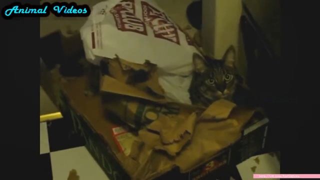 Приколы с животными №153   Кот виноват  Смешные животные  Animal videos