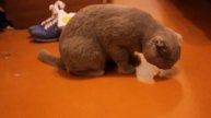 Кот Филимон ест чеснок