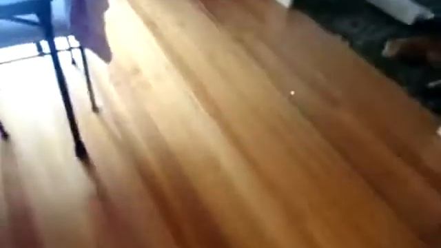 Как играть в боулинг котом