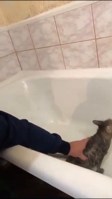Кошка выпрыгнула с 3 этажа