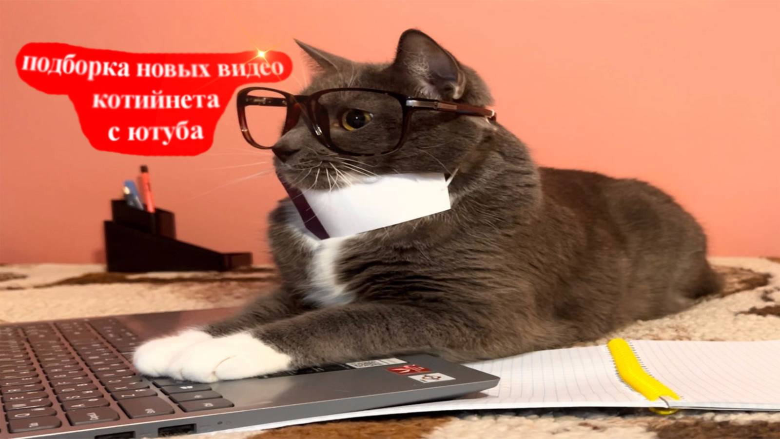 подборка новых видео kotiynet
