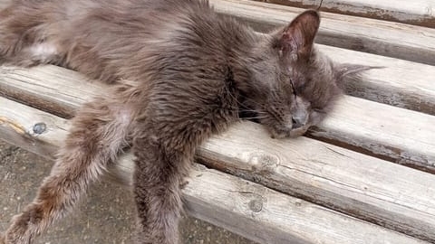 Лишним не кто не бывает