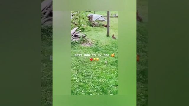 Прикольные, смешные видео 😅😅😅 Lustige Videos