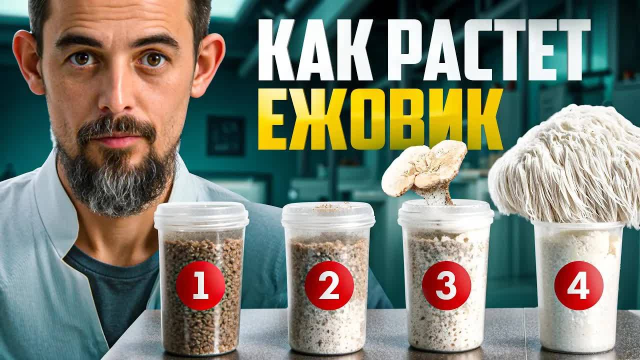 Четыре этапа роста ежовика за 6 минут!