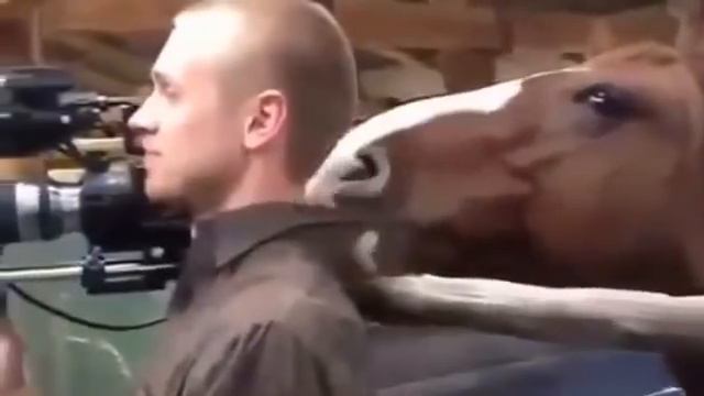 Приколы. Лошадь отвлекает от работы.