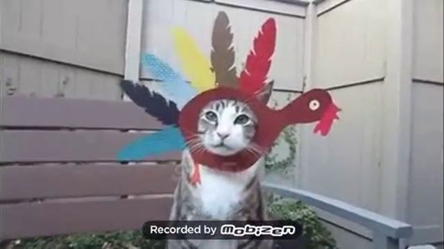 Приколы котиков