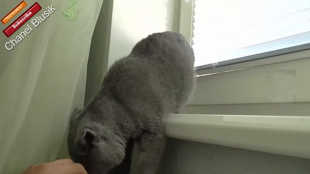 Приколы про кошек _  Fail Cote HD+1080p