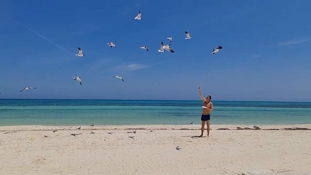 Dance With Seagulls / Танец с чайками