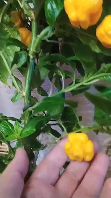 Scotch Bonnet MOA, жёлтый острый перец Шотландская шапка