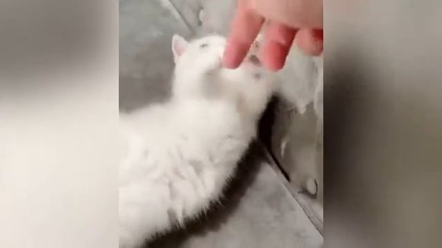 😻 Смешные котики и котята №2 - Классные видео приколы с кошками!