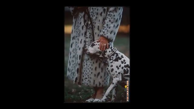 Животные могут удивить!