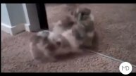 Приколы перед зеркалом Милые котята и щенки