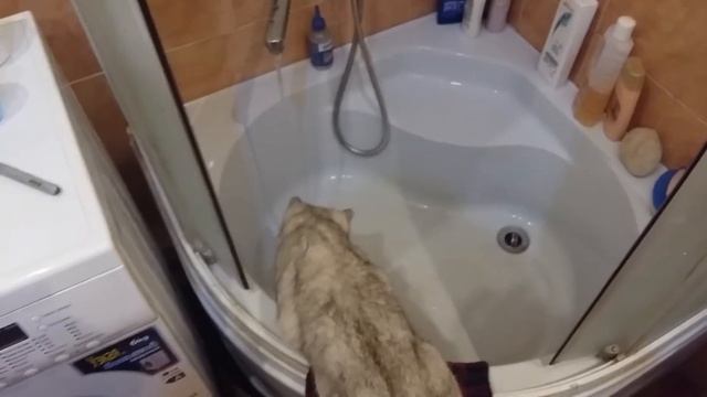 Прикол кот в ванной