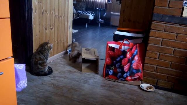 Такса и котэ.... прикол.... борьба за коробку!