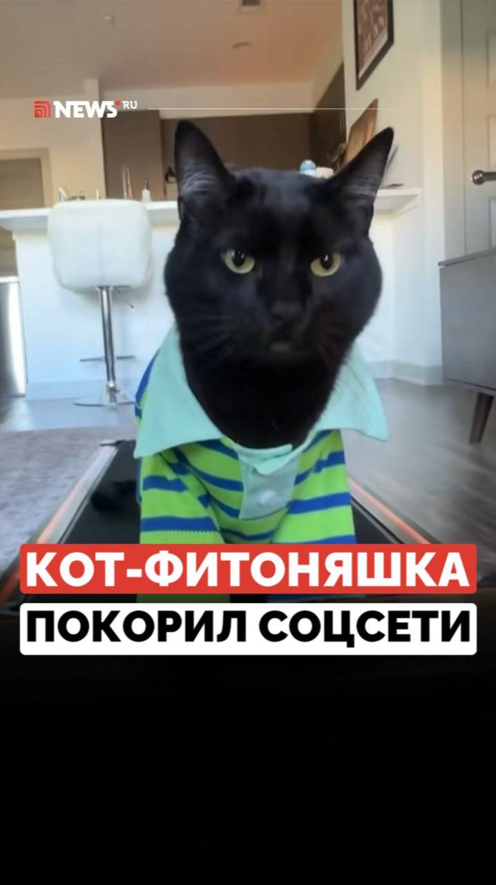 Пушистая звезда соцсетей. Кот-фитоняшка мотивирует людей заниматься спортом