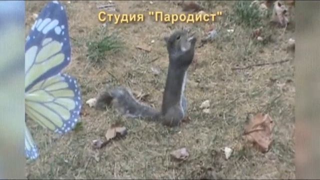 Суслик