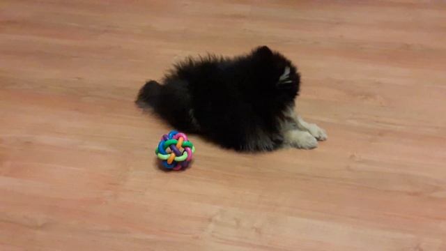 Шпиц померанский Моника грызёт косточку