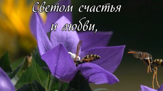 СЧАСТЛИВОЙ СРЕДЫ. Пожелание замечательной среды.