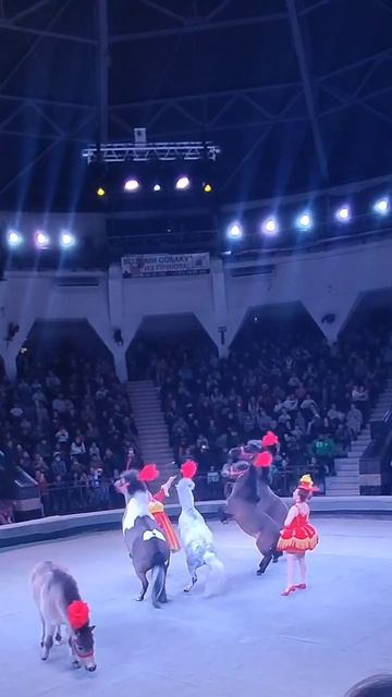 эта лошадка не захотела выступать! #acrobat #trick #акробатика#цирк#лошади#horse#дрессировка#trick