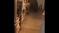 Лучшие Видео Смешных Животных всех времён ССЫЛКА В ОПИСАНИИ!