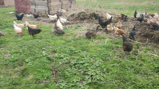 Куры🐔🐓 гуси🪿 на вольном выгуле + волкодав Ева🐈 хозяюшка Лапа, рыжий кот Фокс 🐱