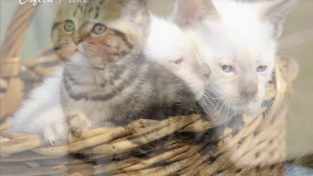 мой кот любит хипхоп