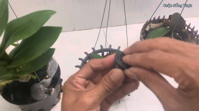 Bón phân chì nhật cho Lan Hồ Điệp được 20 ngày @Cuocsongthuc6789