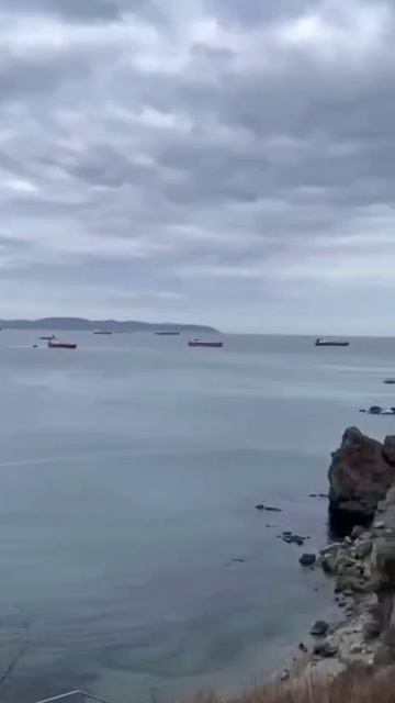 Киты приплыли во Владивосток следом за рыбой.