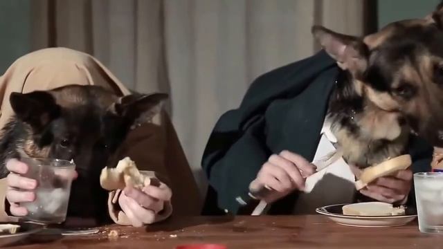 Прикол собаки за столом