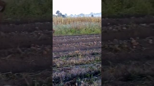 Картоплекопачка двох рядкова Фотон 404 копання картоплі урожай бомба.
