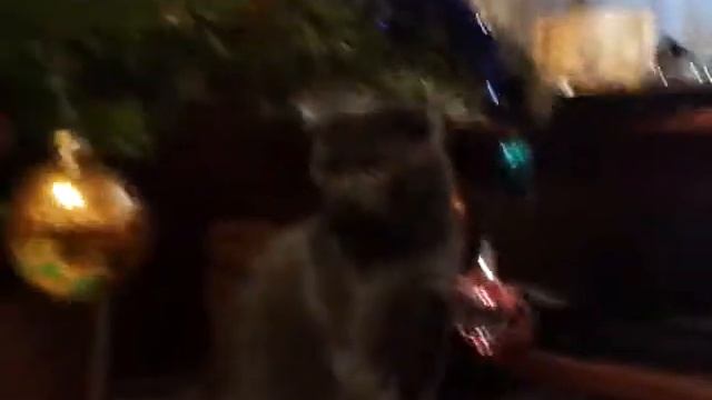 Шотландский котенок Бося (Босс) - и Новый Год, Елка