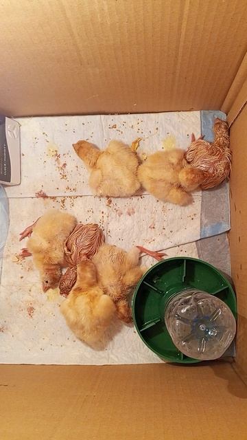 Вывел индюшат в инкубаторе