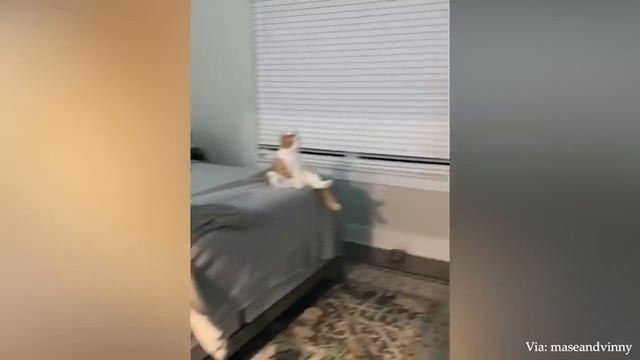 Dogs Who Love Their Kitten Since The Moment They Met - CATS AND DOGS Friendship