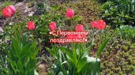 С Первомаем поздравляю! #1мая #праздник #песня