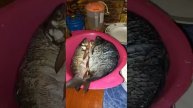 С ЭТИМ У ТЕБЯ БУДЕТ САМЫЙ БОГАТЫЙ УРОЖАЙ